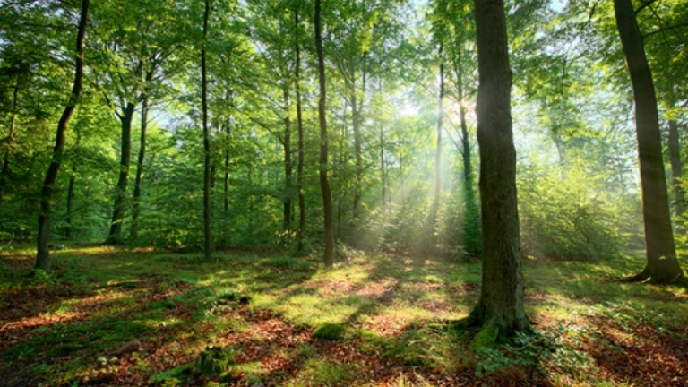 Wald EU-Taxonomie