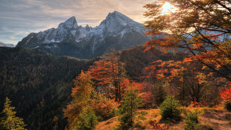 Wald, Natur, Sonne
